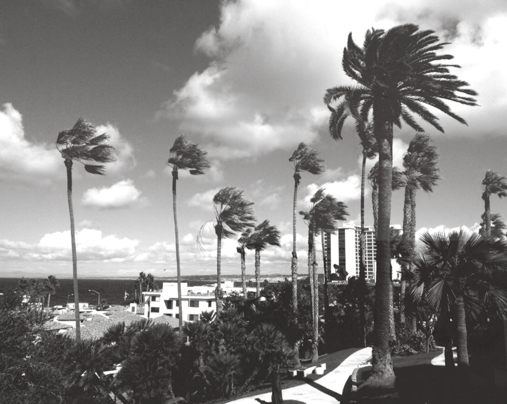 palm trees, black and white, southern california, santa ana winds, paradise, la jolla, photography