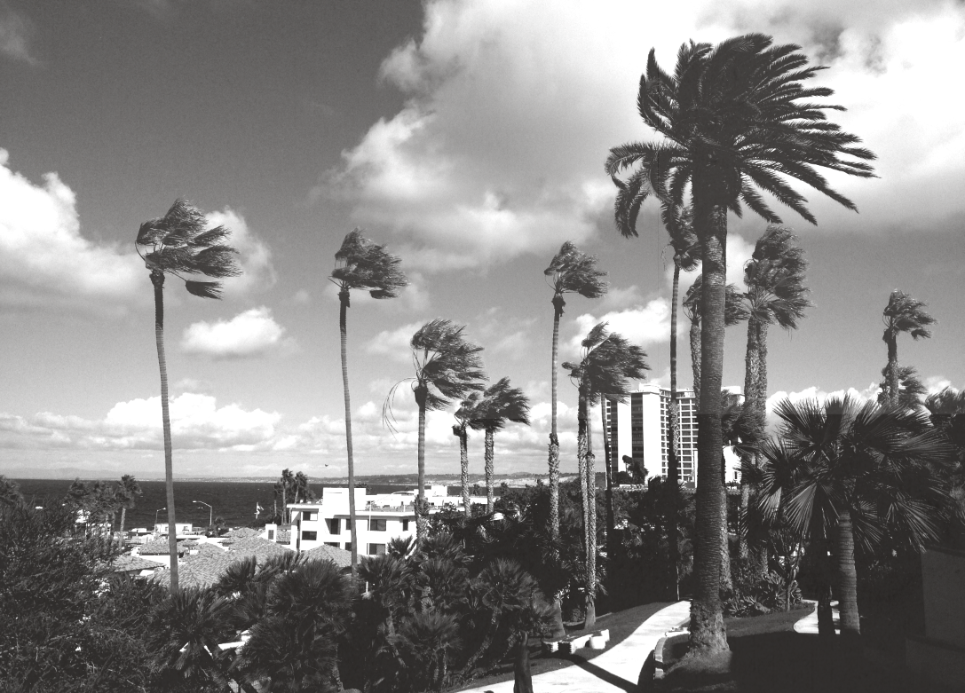 southern california, la jolla, san diego, palm trees, wind, black and white , landscape